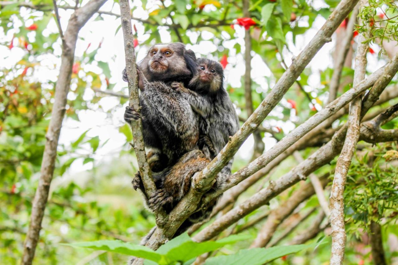 Pousada Colibri モロ・デ・サンパウロ エクステリア 写真