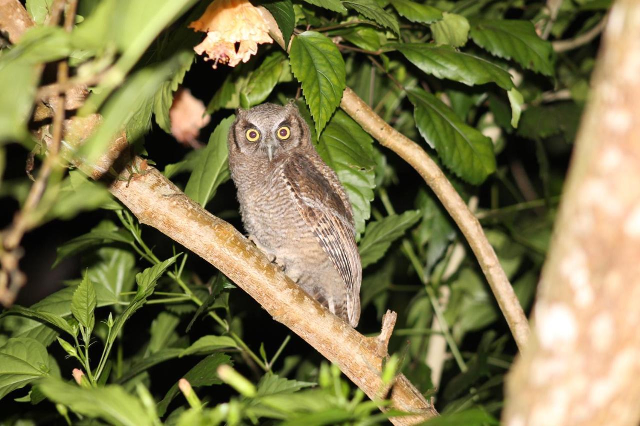 Pousada Colibri モロ・デ・サンパウロ エクステリア 写真
