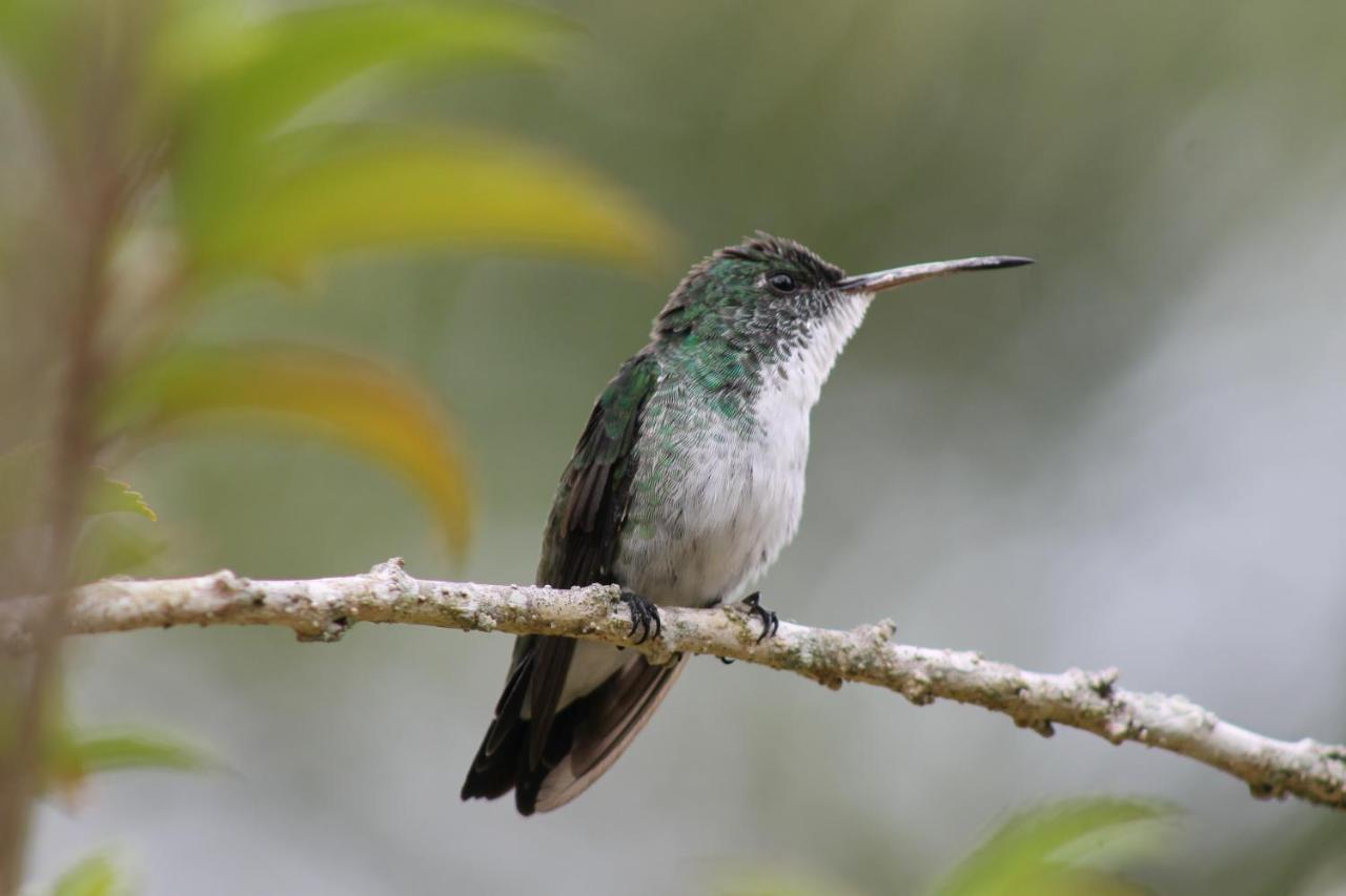 Pousada Colibri モロ・デ・サンパウロ エクステリア 写真